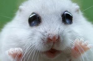 Дундук животное