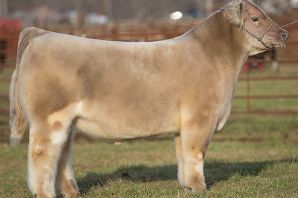 Карликовая корова