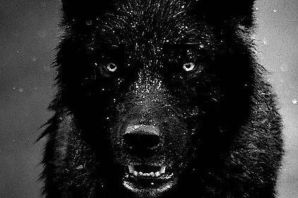 Кавказский волк