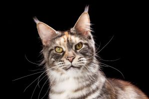 Мейнкун кот