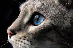 Кошка в профиль