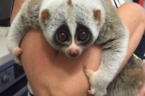 Глазастый лемур