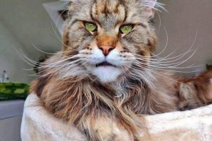 Лысый мейн кун