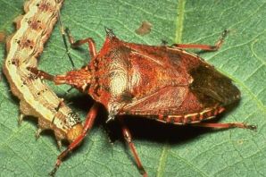 Клопы уличные