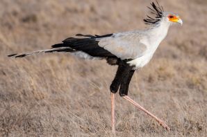 Птица секретарь