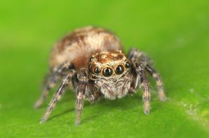 Паук прыгун