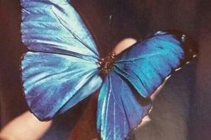 Красный мотылек