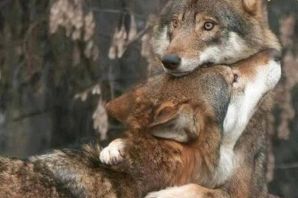 Волчья верность