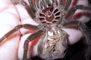 Большие пауки