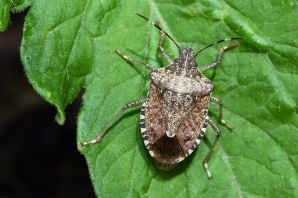 Клоп садовый