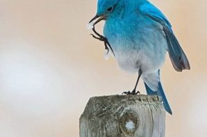 Голубая сиалия