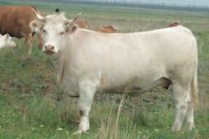 Порода быков лимузин