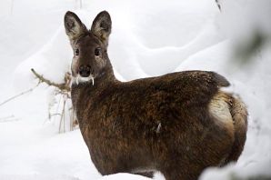 Гуран животное