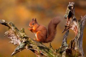 Самец белки