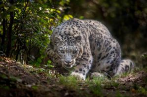 Черный барс