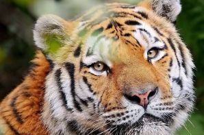 Морда тигра