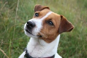 Майло порода