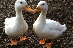 Милые гуси
