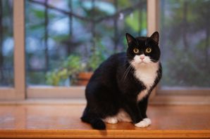 Биколор кошка