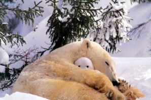 Медведь и кот