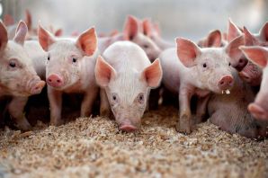 Стадо свиней