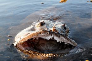 Кабудай рыба