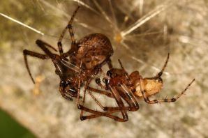 Кокон паука