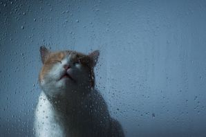 Грустный кот