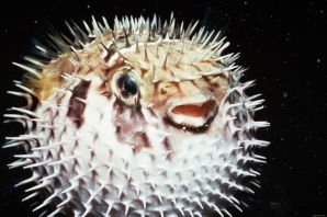 Ядовитые рыбы