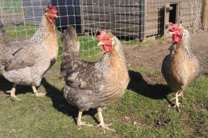 Куры легбар