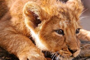 Лев обои