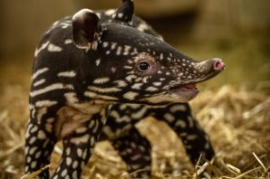 Губы тапира