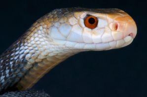 Тайпан змея