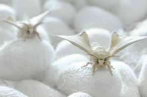 Белый мотылек