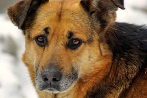 Порода дворняга