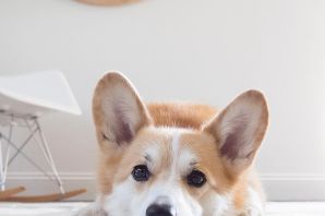 Корги флаффи