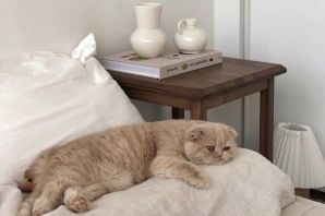 Очень толстый кот