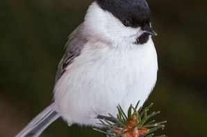 Синичка гаечка