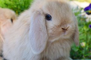 Пушистый заяц