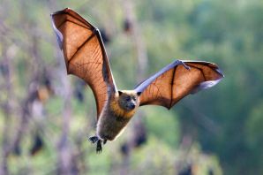 Летучая собака