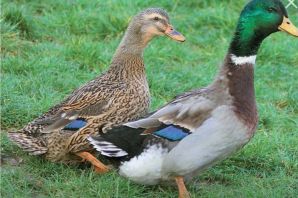 Породы уток