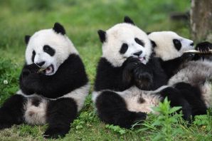 Гигантская панда