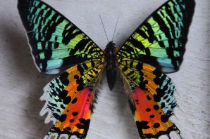 Ядовитые бабочки