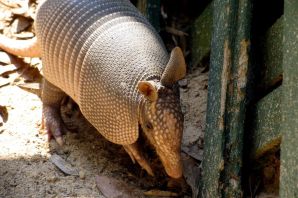 Броненосцы