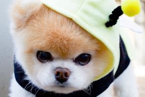 Самые милые собаки