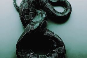 Водяные змеи