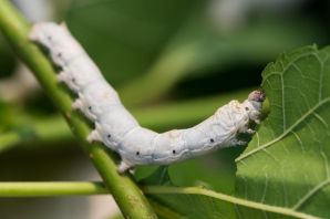 Кокон гусеницы