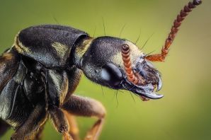 Жук стафилин