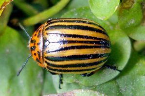 Полосатый жук