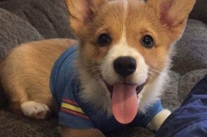 Мини корги
